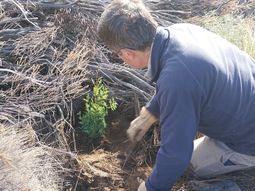 Los recursos naturales provenientes de los bosques nativos argentinos no son ajenos al proceso global de deforestación y degradación. Foto: gentileza Los recursos naturales provenientes de los bosques nativos argentinos no son ajenos al proceso global de deforestación y degradación. Foto: gentileza