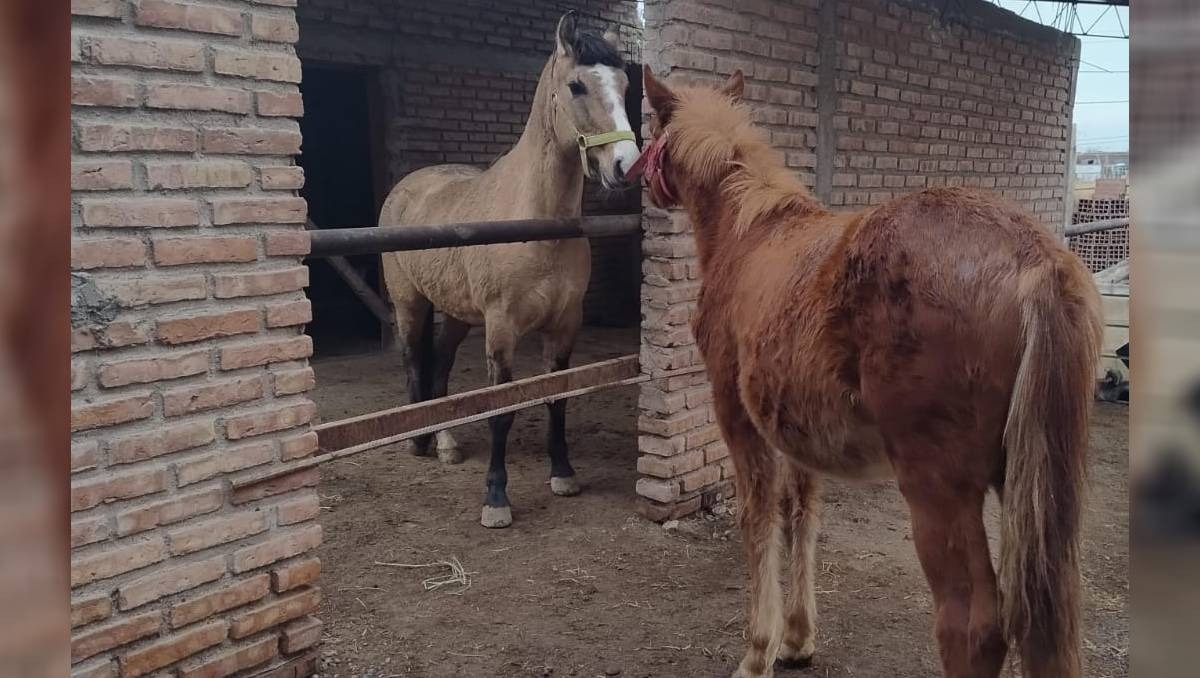 Peteco se hizo un amigo nuevo en su nuevo hogar provisorio.