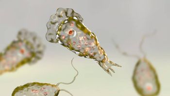 La ameba Naegleria fowleri, conocida como “come cerebros”, puede causar una infección grave que afecta el sistema nervioso central. La ameba Naegleria fowleri, conocida como “come cerebros”, puede causar una infección grave que afecta el sistema nervioso central.