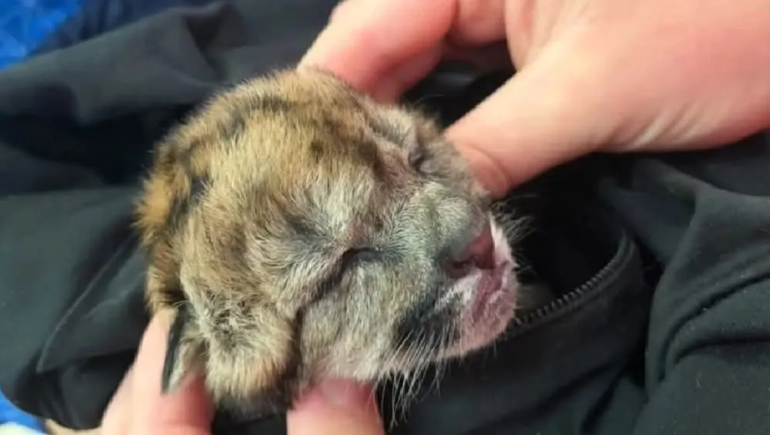 Qué se sabe sobre el nuevo hogar del cachorro de puma rescatado en la ruta 40