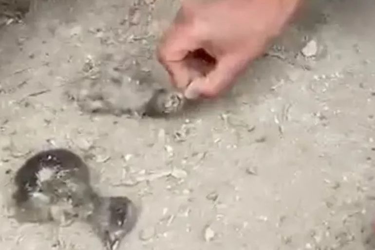 Crías de pingüinos muertas en Punta Tombo. Para la defensa, no se probó cómo murieron. Crías de pingüinos muertas en Punta Tombo. Para la defensa, no se probó cómo murieron.