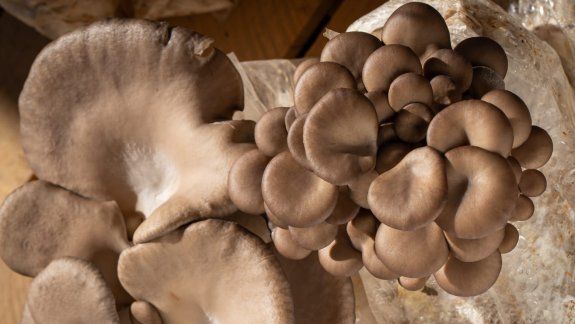 Los hongos que se producen en Fernández Oro