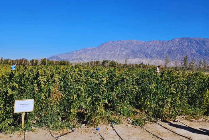 El experimento busca revelar cómo responden las plantas fuera de la Tierra y aplicar ese conocimiento en la agricultura.