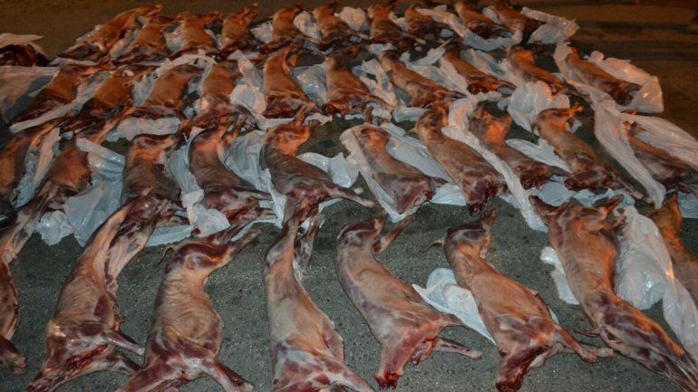 Detuvieron a dos hombres que llevaban 40 chivos en una camioneta