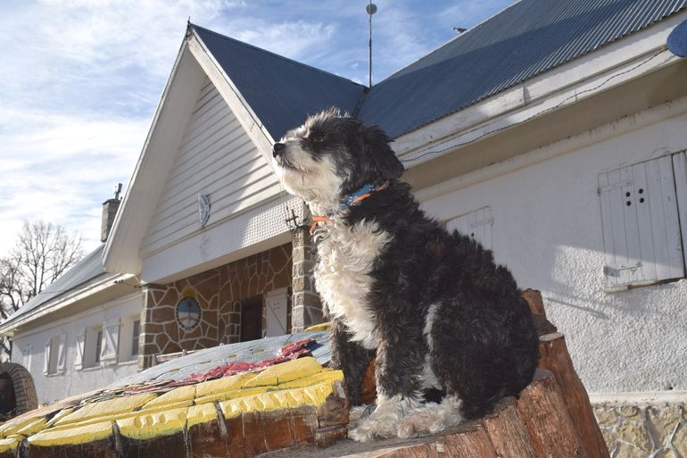 Corbata, la perrita que se ganó el corazón de todos en la comisaría de Mariano Moreno