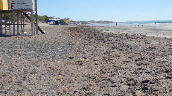 Invasión de algas en la playa