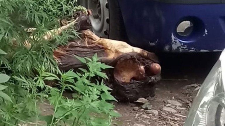 Una jubilada rusa sacó al patio los restos de su esposo de 68 años.