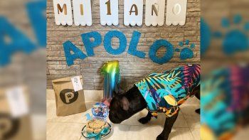 cumple mascotas