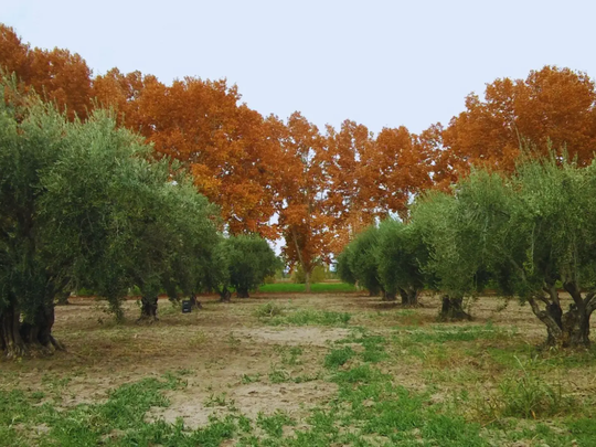 San Juan concentra más del 30% de las exportaciones argentinas de aceite de oliva.