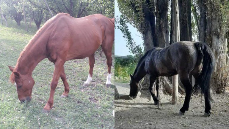 Hallaron con vida a los dos caballos que habían robado de una chacra en Oro