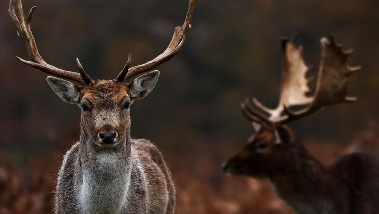 El virus del ciervo zombie alertó a la ciencia. El virus del ciervo zombie alertó a la ciencia.