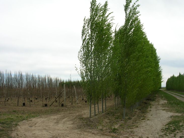 Álamo chino el 12 de setiembre. Álamo chino el 12 de setiembre.