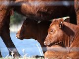 Con plazos alineados al negocio ganadero y ajustes vinculados al precio del novillo o la soja, el Pagaré Producto gana terreno como alternativa de financiamiento en el agro.