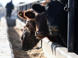 ¿Hacia donde irá la oferta de carne en los próximos años? ¿Hacia donde irá la oferta de carne en los próximos años?