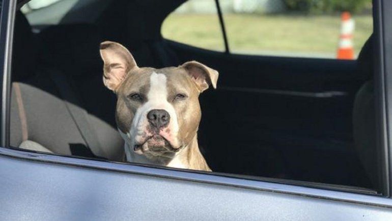 Facebook: un perrito manejó y chocó el auto de su dueño