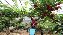 china cambia su mapa de frutas: menos duraznos, mas cerezas y alta tecnologia