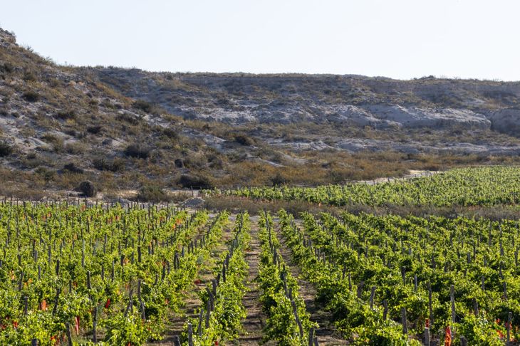 Los viñedos plantados al pie de la barda dan color al paisaje de Valle Azul. Foto: gentileza. Los viñedos plantados al pie de la barda dan color al paisaje de Valle Azul. Foto: gentileza.