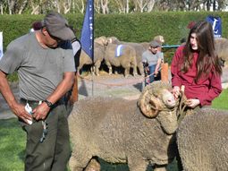 A pesar de los buenos precios de la lana, los altos costos impositivos y de logística condicionan la rentabilidad. A pesar de los buenos precios de la lana, los altos costos impositivos y de logística condicionan la rentabilidad.