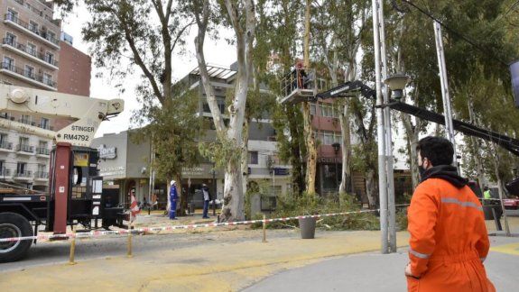 Comenzó el operativo de poda en las diagonales de la ciudad 