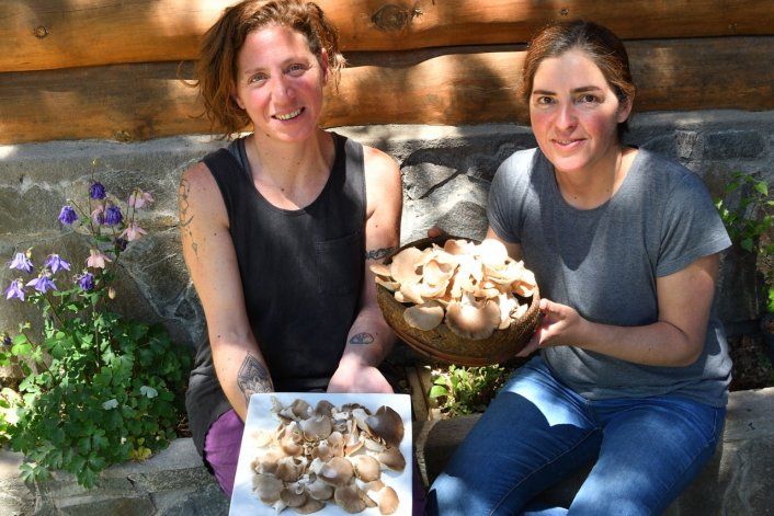Singuí: dos hermanas producen gírgolas en Villa Pehuenia