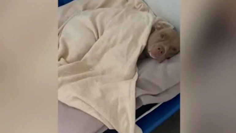 Este perro no deja de sumar reproducciones en YouTube