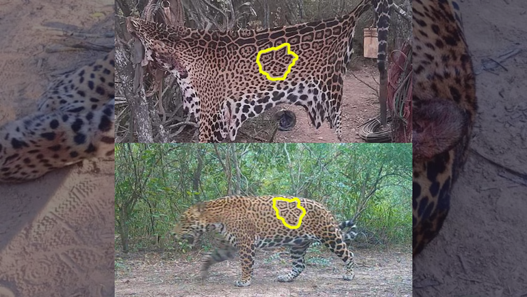 El yaguareté que asesinaron era uno de los cinco identificados en la provincia. El yaguareté que asesinaron era uno de los cinco identificados en la provincia.