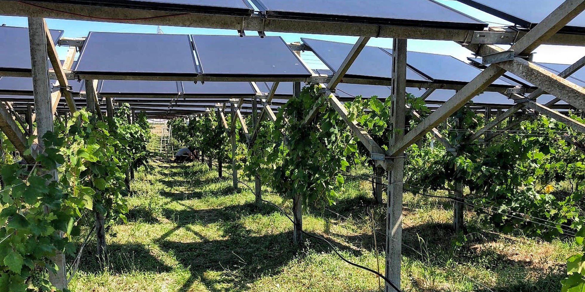 Sistema agrivoltaico en el cultivo de vides. Foto: @vignagrivoltaica