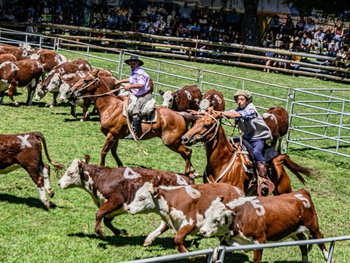 Expo Bovinos 2025: La SRN une al norte patagónico contra la sequía. Foro esencial para productores, con entrada libre y estrategias ante la emergencia agropecuaria. Foto: @srn