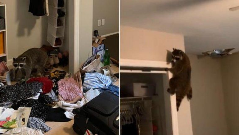 Twitter: volvió de viaje y notó que una familia de mapaches invadió su casa.