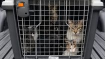 Tenía más de 50 gatos maltratados y algunos muertos en su casa: ahora les buscan familia. Tenía más de 50 gatos maltratados y algunos muertos en su casa: ahora les buscan familia.