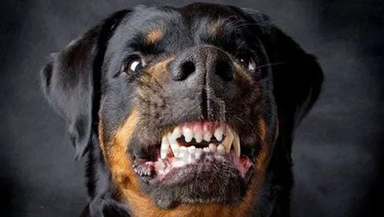 Empleado rural perdió un brazo por el ataque de un perro Rottweiler