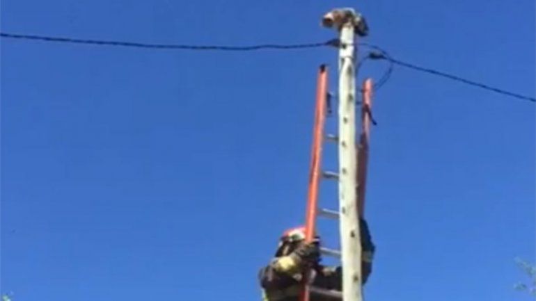 Video: bomberos rescataron a gatita que no podía bajar de un poste