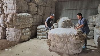 el precio de la lana salto un 25% y reactivo las ventas en la patagonia el precio de la lana salto un 25% y reactivo las ventas en la patagonia