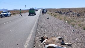 Atropellaron al caballo este viernes en el Acceso Fortabat de Zapala. | LM Neuquen Atropellaron al caballo este viernes en el Acceso Fortabat de Zapala.
