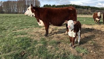 Un especialista del INTA analiza las causas estructurales de la suba de la carne y advierte sobre un escenario complejo para productores, frigoríficos y consumidores. | LM Neuquen Un especialista del INTA analiza las causas estructurales de la suba de la carne y advierte sobre un escenario complejo para productores, frigoríficos y consumidores.