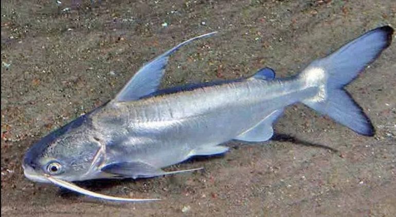 El bagre de mar apareció en Chubut en los últimos años. El bagre de mar apareció en Chubut en los últimos años.