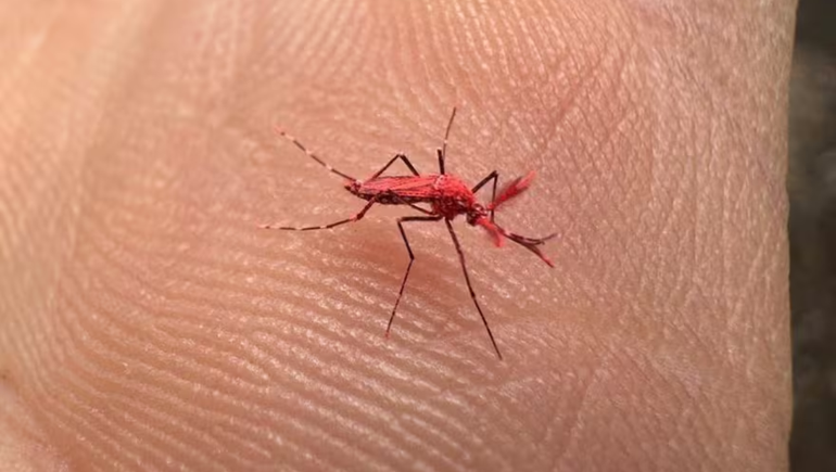 En Mendoza liberan 10.000 mosquitos colorados a modo de plan de control biológico 