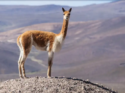 patagonia estudia como agregar valor a la fibra mas cara del mundo patagonia estudia como agregar valor a la fibra mas cara del mundo
