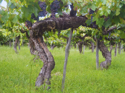 Una variedad casi desaparecida es la próxima revolución del vino argentino. Foto: INTA Una variedad casi desaparecida es la próxima revolución del vino argentino. Foto: INTA