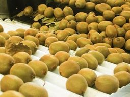 El kiwi sigue mostrando un crecimiento sostenido de ventas en el mercado internacional. El kiwi sigue mostrando un crecimiento sostenido de ventas en el mercado internacional.