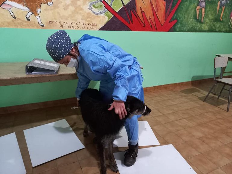 Castran a los perros en Aluminé para poder vencer al parásito.