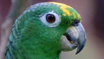 desalmados robaron el loro de una familia y lo buscan por las redes desalmados robaron el loro de una familia y lo buscan por las redes