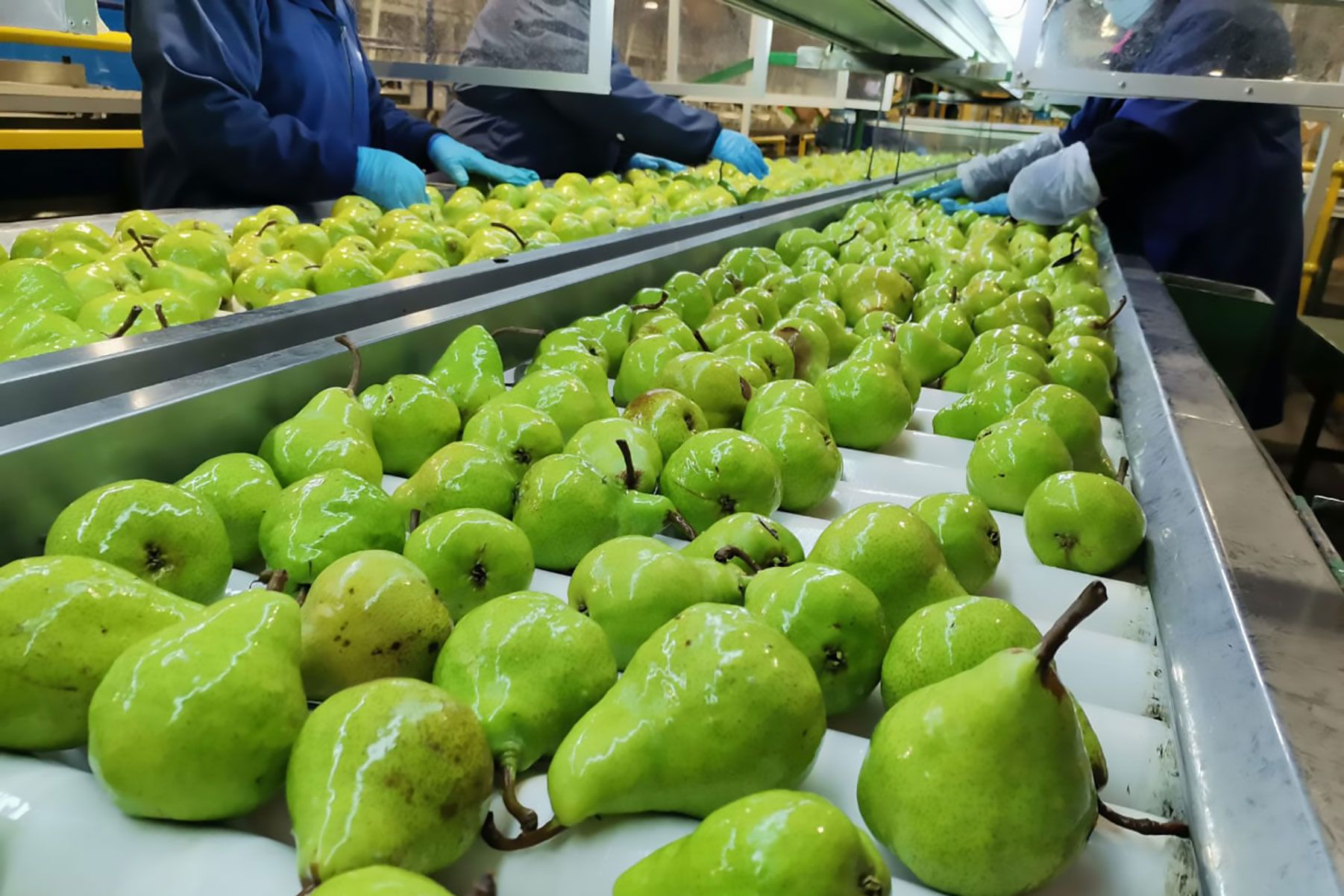 Las peras lideran las exportaciones, tanto en volumen como en valores, dentro de la matriz productiva del Valle de Río Negro y Neuquén.