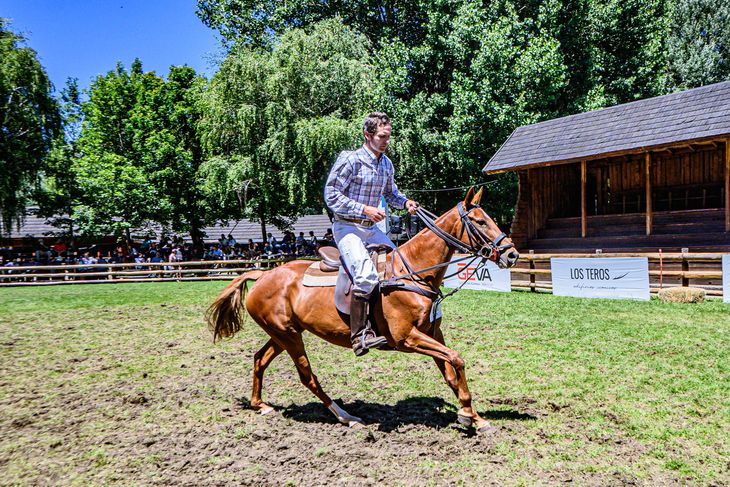Los caballos, las estrellas de la exposición. Foto: gentileza SRN. Los caballos, las estrellas de la exposición. Foto: gentileza SRN.