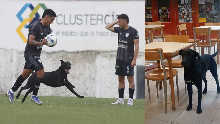 El Negrito es el perro del pueblo. El de la cancha y los bares. ¿Dónde está?