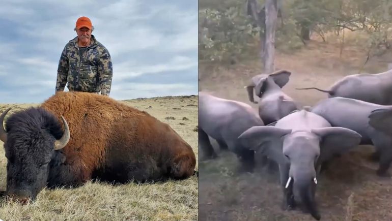 El millonario estadounidense que murió aplastado por elefantes se encontraba con un guía profesional