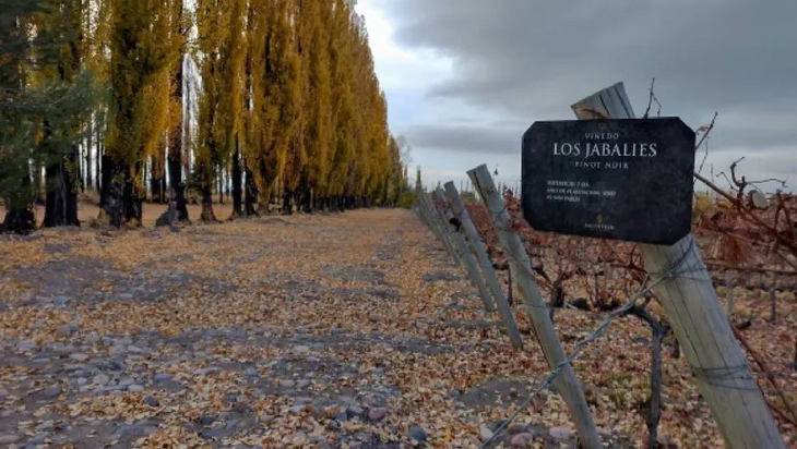 Los viñedos de la variedad Pinot Noir, extendida en la provincia de Neuquén y el resto de la Patagonia. Los viñedos de la variedad Pinot Noir, extendida en la provincia de Neuquén y el resto de la Patagonia.