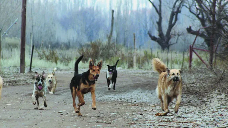 Qué país aplicará la ley de sacrificio de perros callejeros de manera inminente