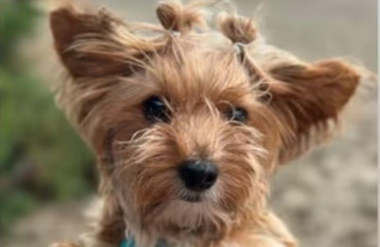 Paul, el Yorkshire terrier que se reencontró con su familia bonaerense en Rawson. Paul, el Yorkshire terrier que se reencontró con su familia bonaerense en Rawson.
