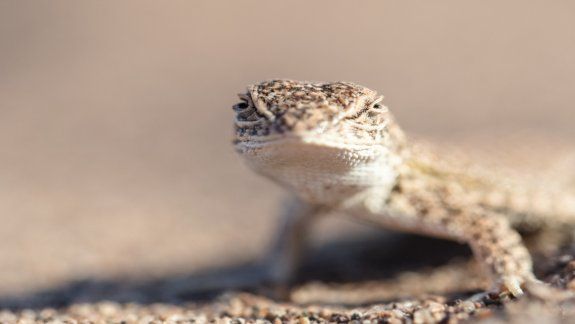 Advierten sobre el riesgo de extinción de una lagartija en Vaca Muerta